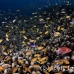 anthias_lr_mb_h_0604_png3153.jpg